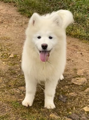 Les chiots de Samoyède