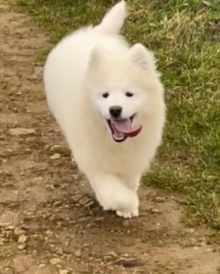 Les chiots de Samoyède