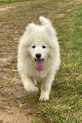 Les chiots de Samoyède