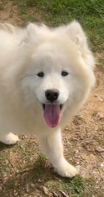 Les chiots de Samoyède