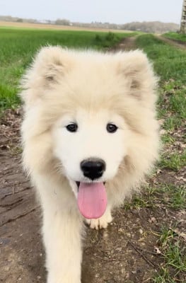 Les chiots de Samoyède