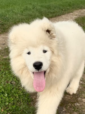 Les chiots de Samoyède