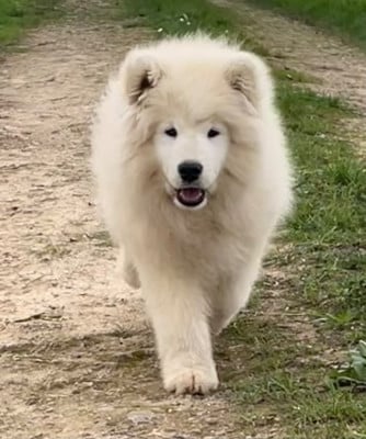 Les chiots de Samoyède