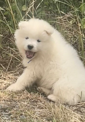 Les chiots de Samoyède