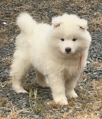 Les chiots de Samoyède