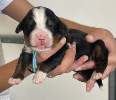 Les chiots de Bouvier Bernois