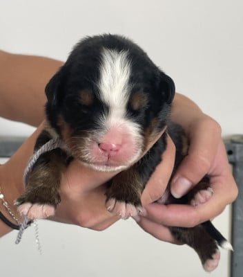 Les chiots de Bouvier Bernois