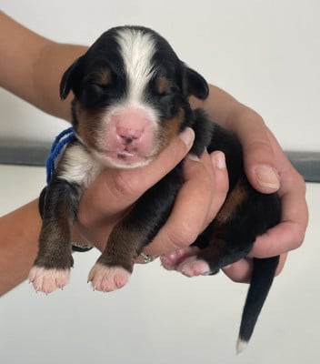 Les chiots de Bouvier Bernois