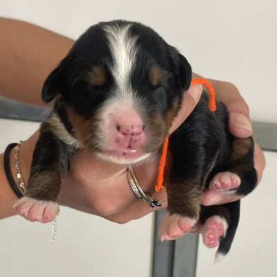 Les chiots de Bouvier Bernois