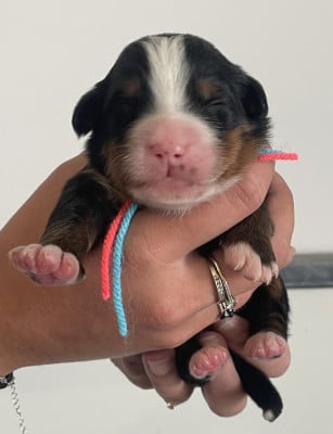 Les chiots de Bouvier Bernois