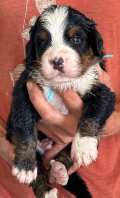 Les chiots de Bouvier Bernois