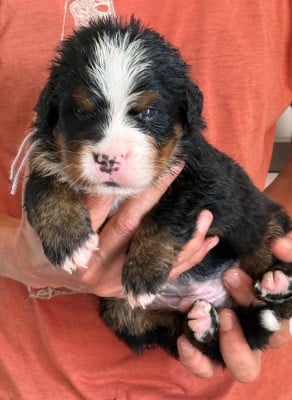 Les chiots de Bouvier Bernois