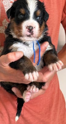 Les chiots de Bouvier Bernois