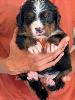 Les chiots de Bouvier Bernois