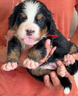 Les chiots de Bouvier Bernois
