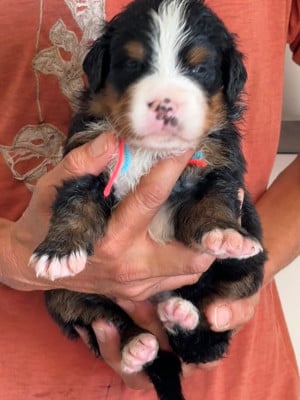 Les chiots de Bouvier Bernois