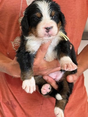 Les chiots de Bouvier Bernois