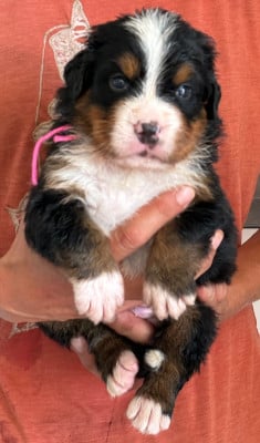 Les chiots de Bouvier Bernois