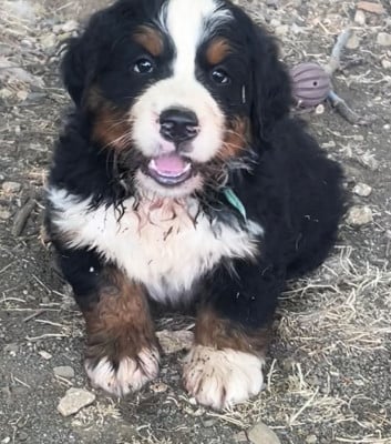 Les chiots de Bouvier Bernois