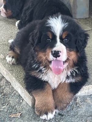 Les chiots de Bouvier Bernois