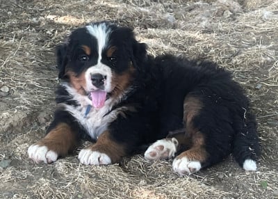 Les chiots de Bouvier Bernois