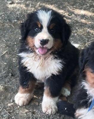 Les chiots de Bouvier Bernois