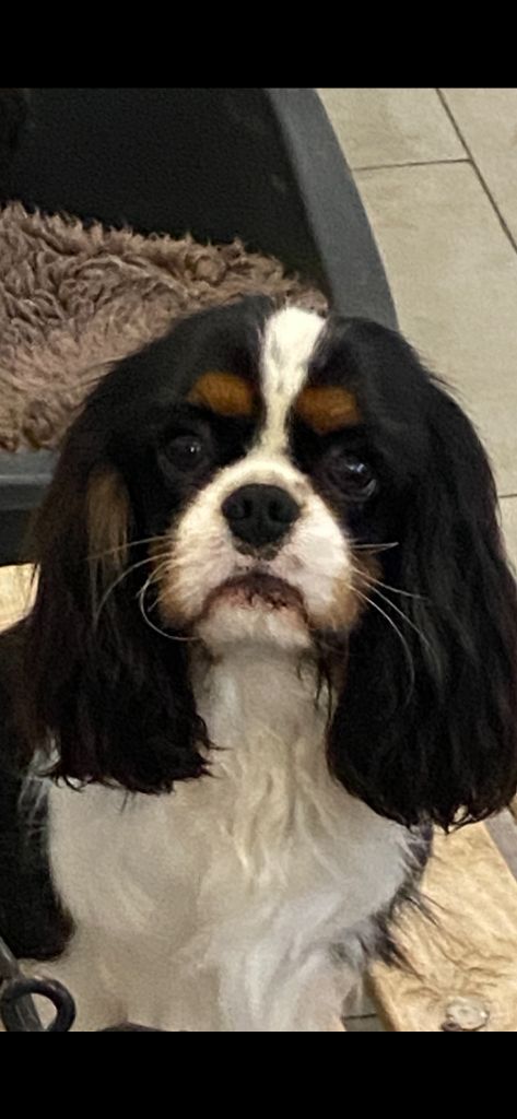 Vivaldi de Castelburry