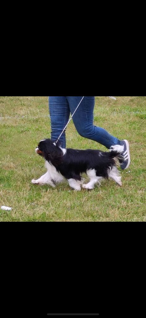 Vivaldi de Castelburry