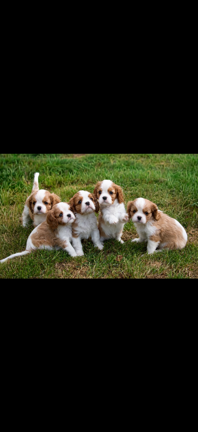 Cavalier King Charles Spaniel - de Castelburry