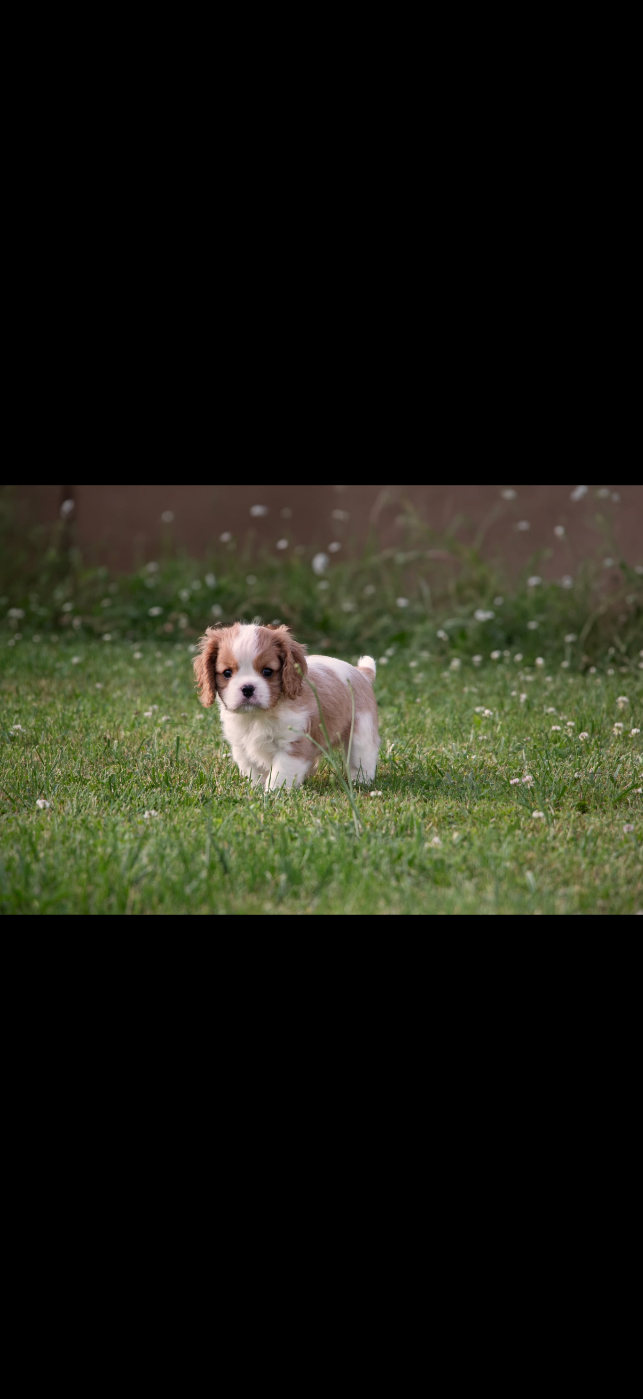 Bouba