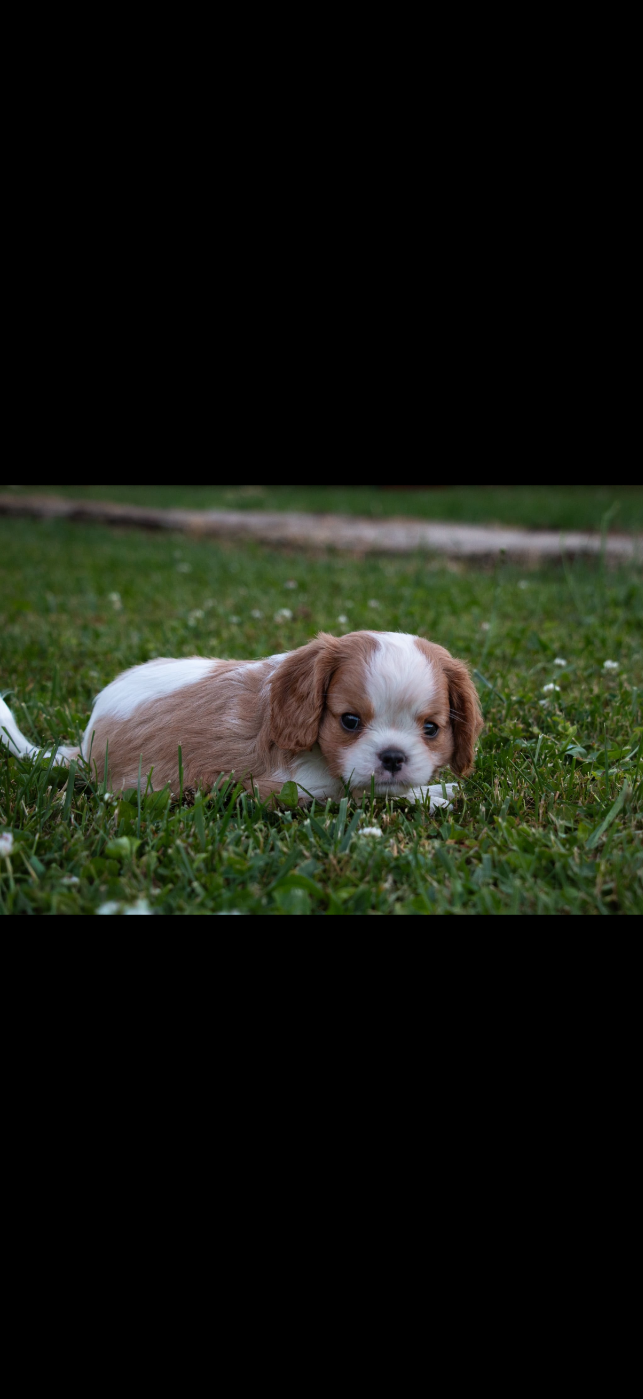 Chiot N°2