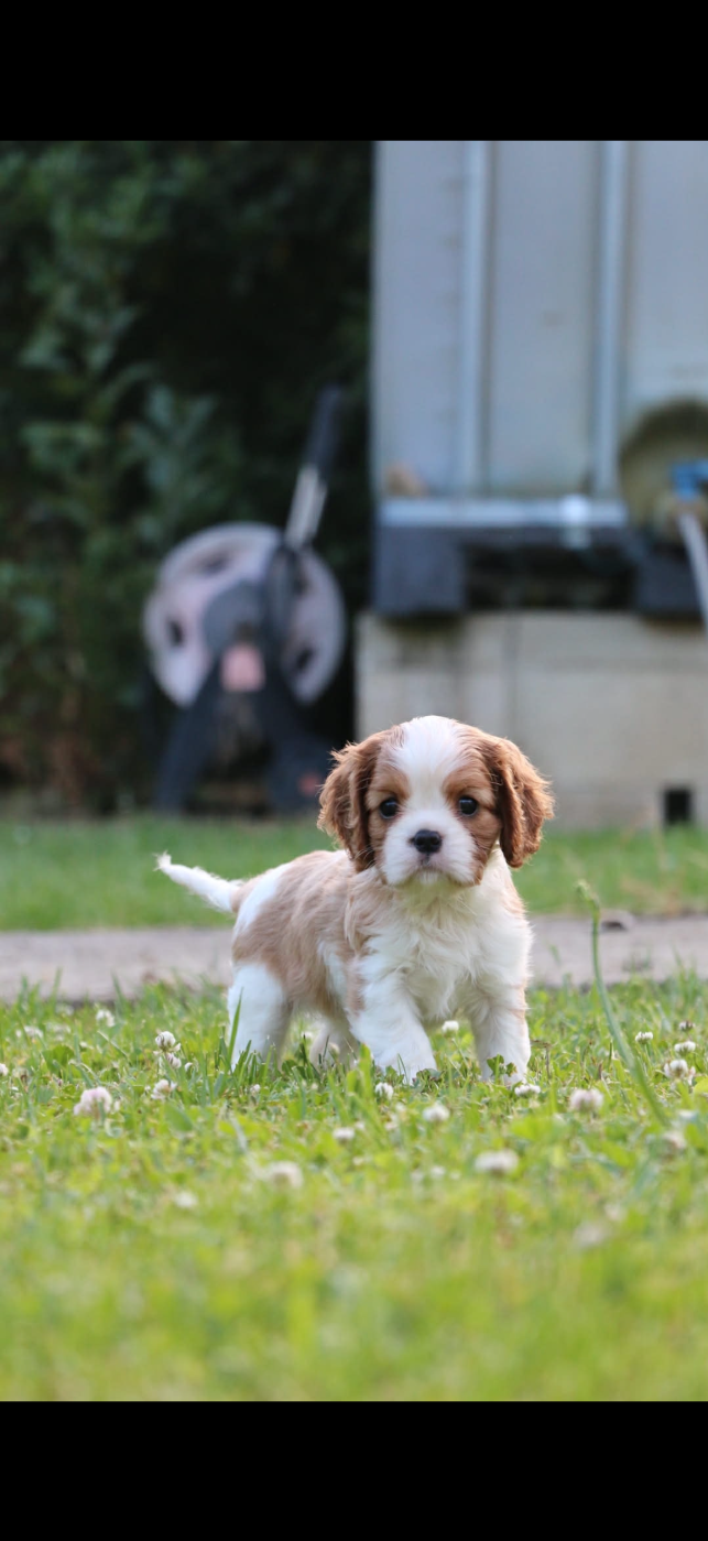 Chiot N°5