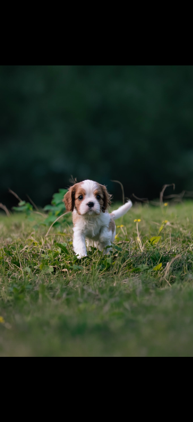 Chiot N°5