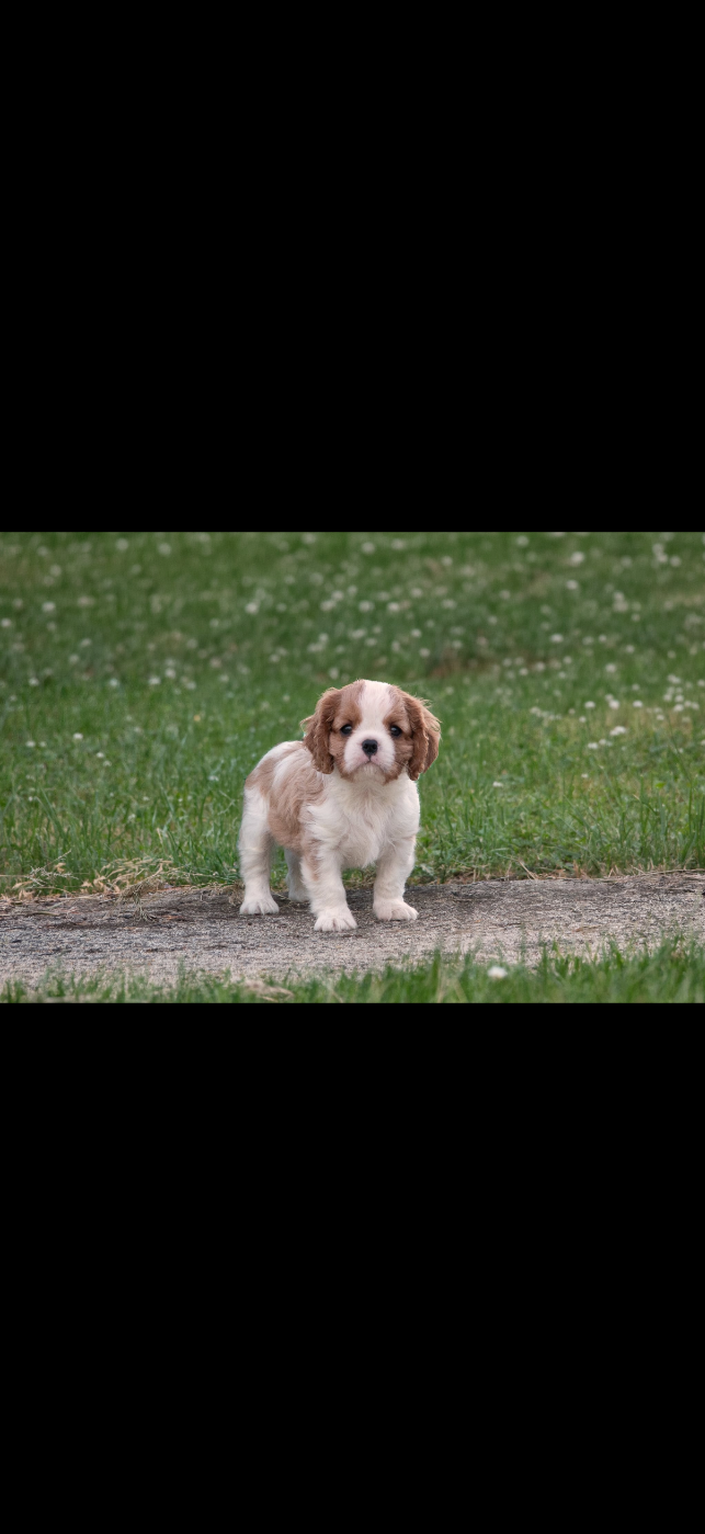 Chiot N°3