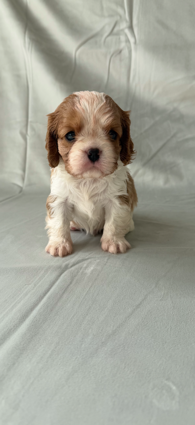 Chiot N°3