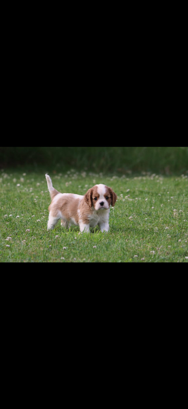 Chiot N°4