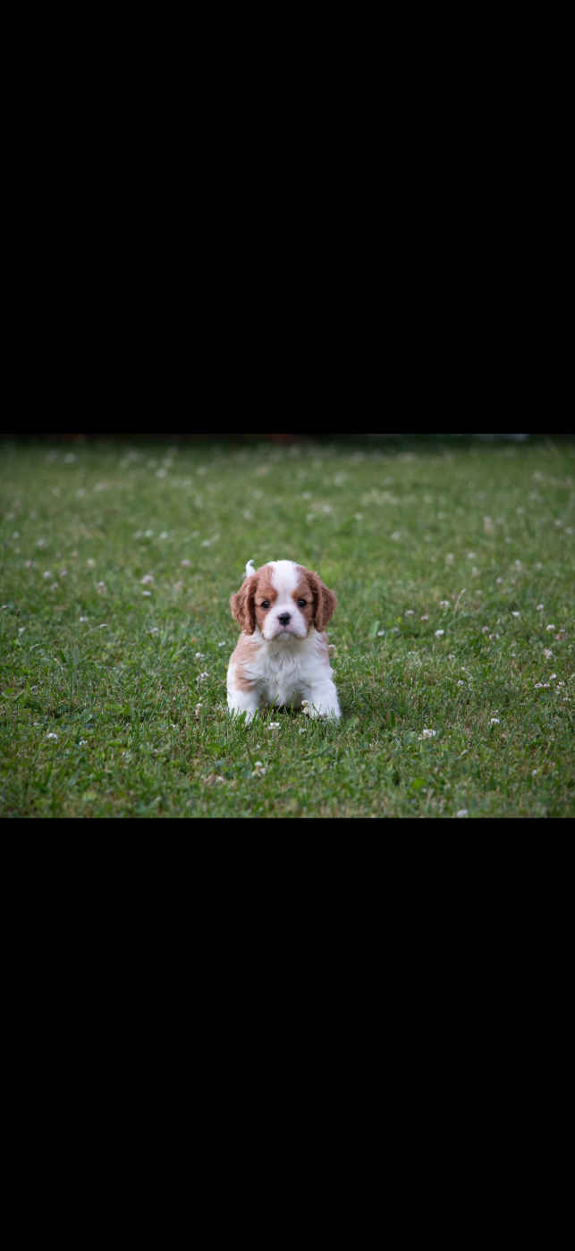 Chiot N°4
