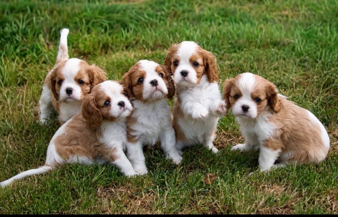 Cavalier King Charles Spaniel - de Castelburry