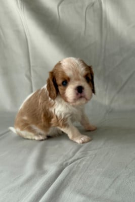 Les chiots de Cavalier King Charles Spaniel