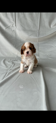 Les chiots de Cavalier King Charles Spaniel
