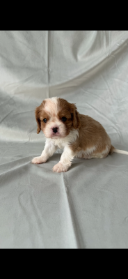 Les chiots de Cavalier King Charles Spaniel