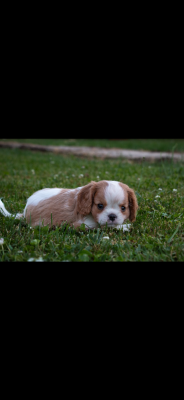 Les chiots de Cavalier King Charles Spaniel
