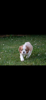 Les chiots de Cavalier King Charles Spaniel