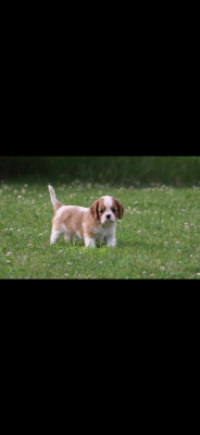 Les chiots de Cavalier King Charles Spaniel
