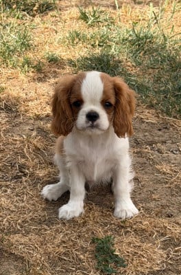 Les chiots de Cavalier King Charles Spaniel