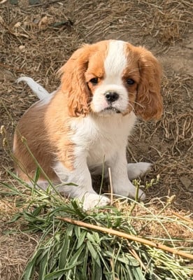 Les chiots de Cavalier King Charles Spaniel