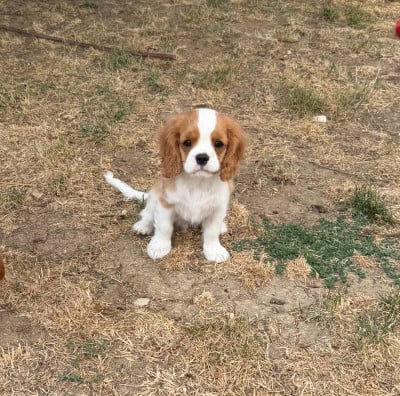 Les chiots de Cavalier King Charles Spaniel