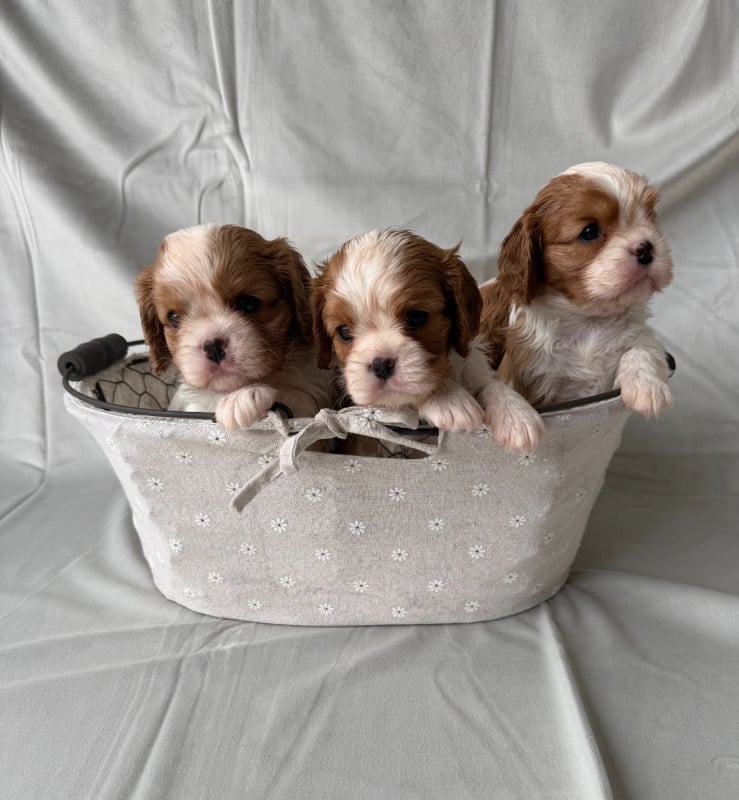 Cavalier King Charles Spaniel - de Castelburry