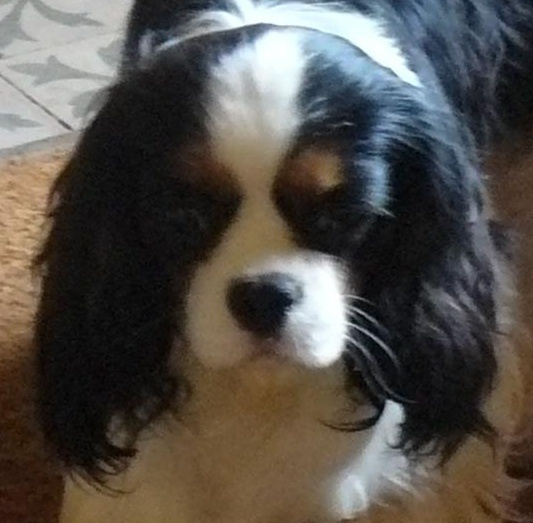 Gillingham de Castelburry - 2eme Excellent Réserve CAC