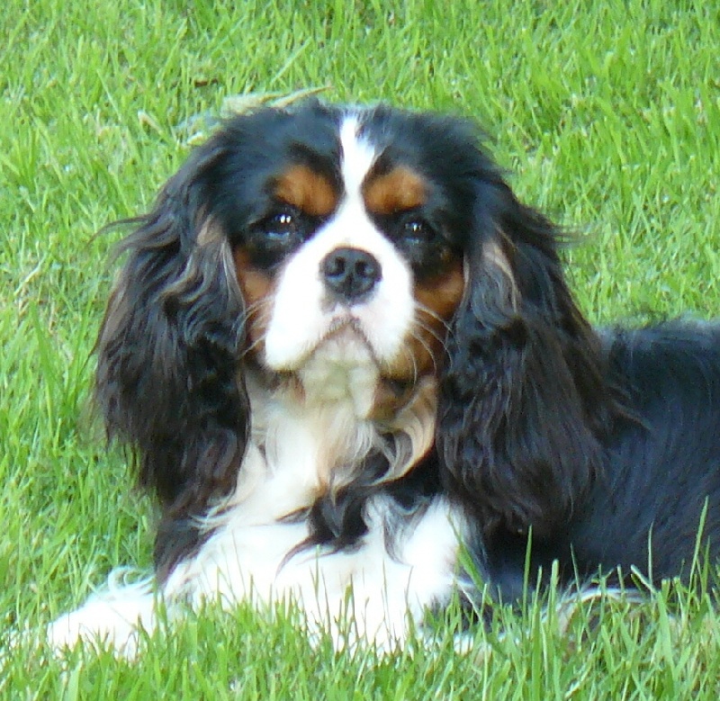 Dickens de Castelburry - 2eme Excellent Classe Intermédiaire